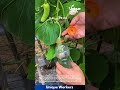 Growing Gourds in Bottles: A Unique Shaping Technique