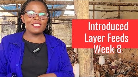 Week 8 How to mix layers feeds at grower stage./ we introduced layer feeds from broiler feeds.