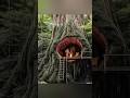 mid jungle harmless survival #survival #forageharvest #bushcraft      #forageharvest