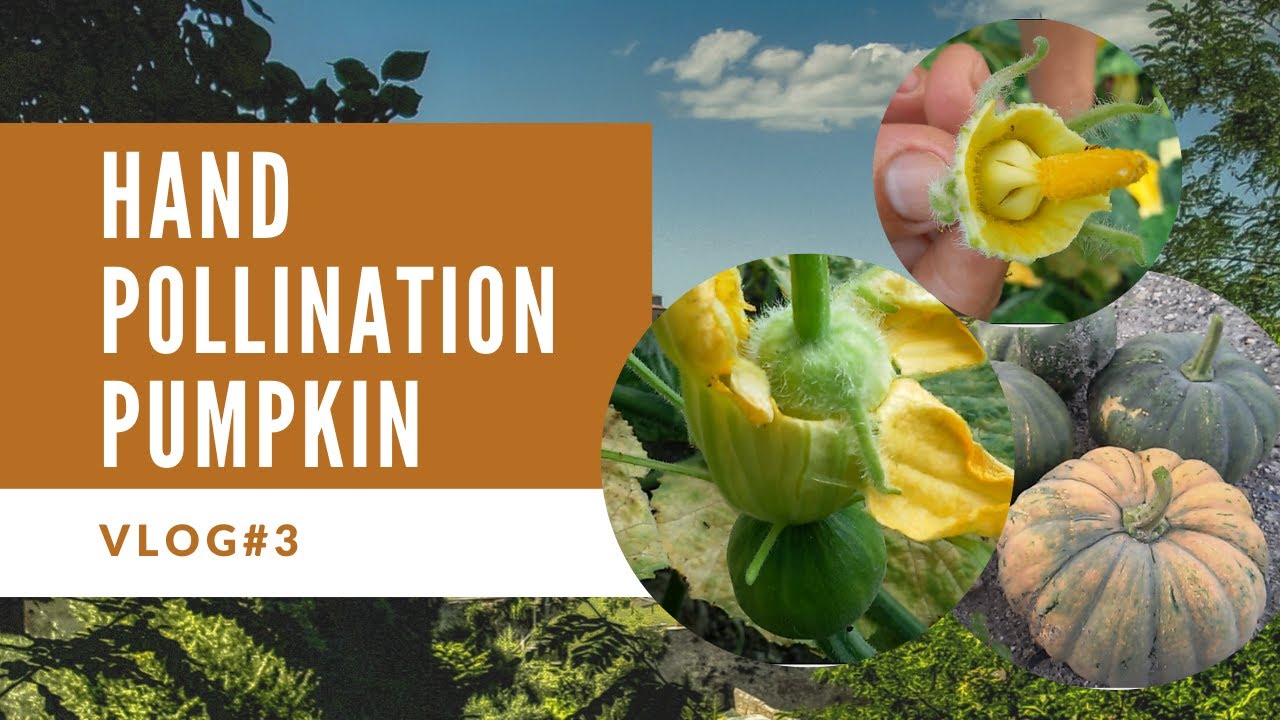 How to Hand Pollinate Pumpkins ft. my Mom Vlog3 MerylC YouTube