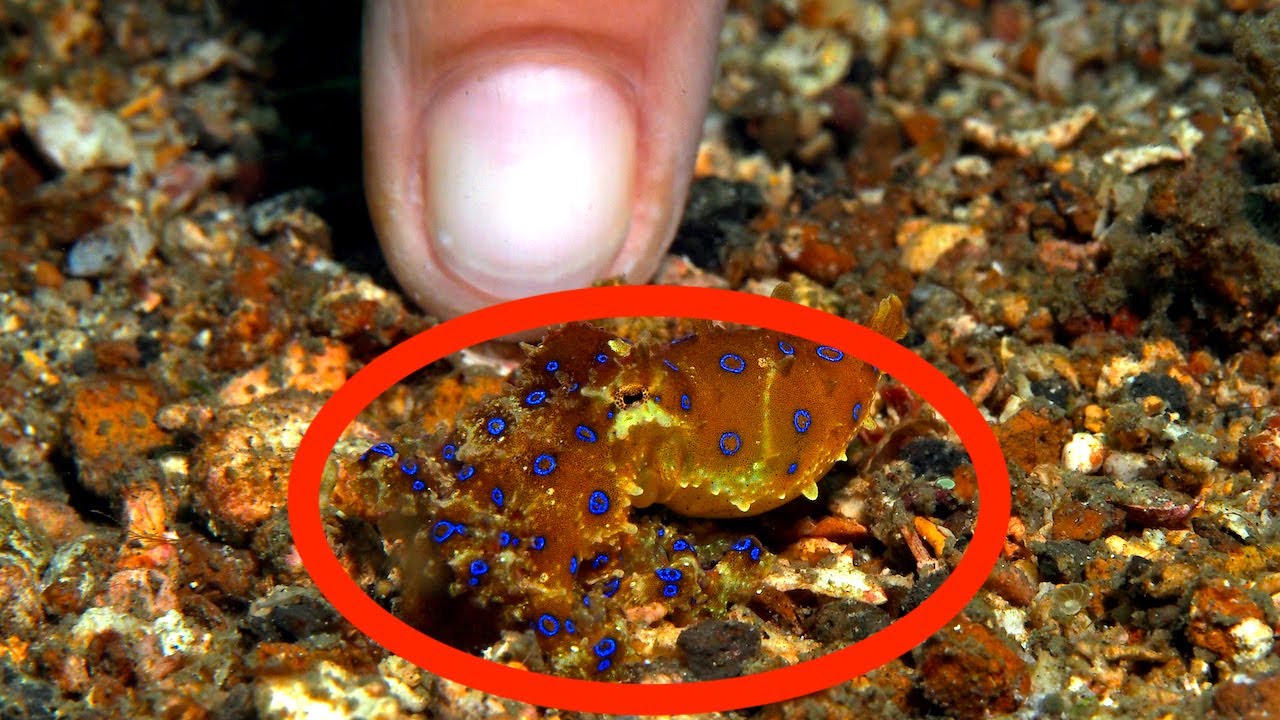 When the BlueRinged Octopus Attacks YouTube