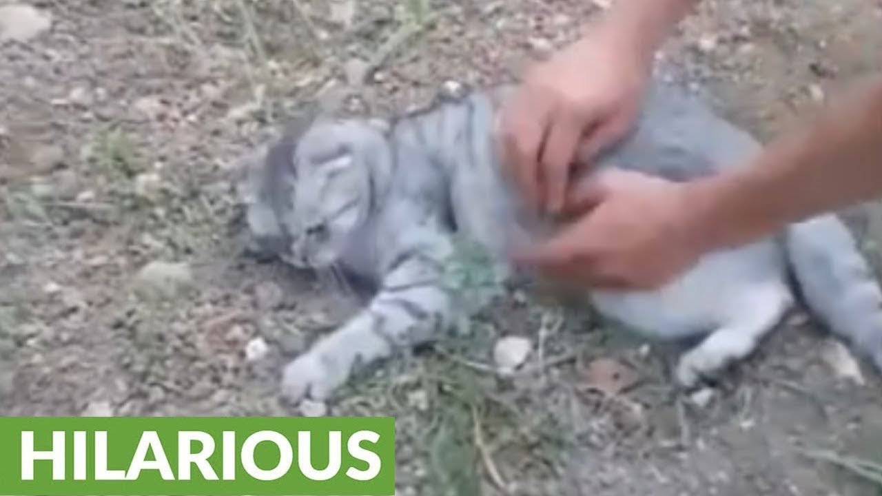 funny cats sleeping in weird positions compilation 2014 funnyplox Stubborn kitty refuses to go back inside