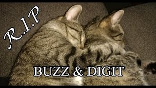 Buzz and Digit: A Tribute