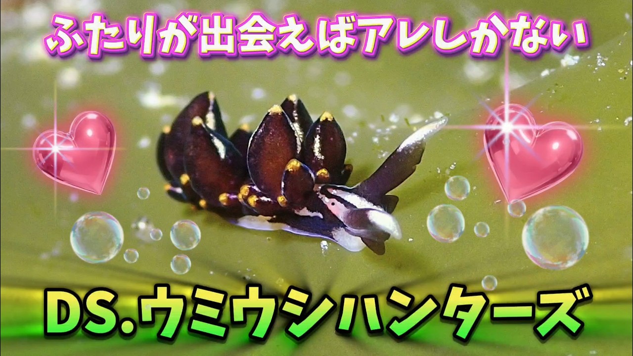 DIVING SHOPウミウシハンターズ 202602 城ヶ島水域でのウミウシダイビング。ウミウシ同士が出会い交接に至るまでの映像。ウミウシならウミウシハンターズです。