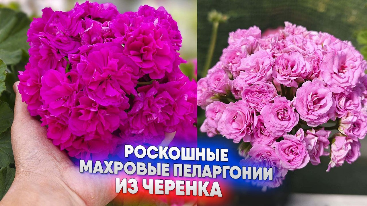Роскошные махровые пеларгонии из черенка