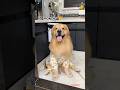 Golden Retriever Cute Puppy Transformation #doglover542 #ytshorts #viral #transformation #videos ❤️