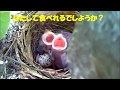 2011.12.05ヒヨドリの子育て