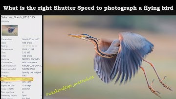 What is the right Shutter Speed to photograph a flying bird