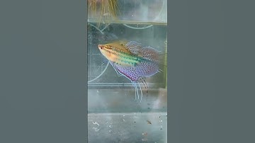 Mang Bã Trầu(Thanh Ngọc) lên một tầm cao mới - [Trichopsis Vittata]