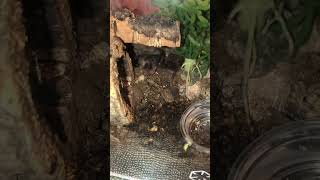 Iath Pink Toe Tralantula After Feeding