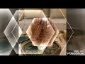 أجمل نقش الحناء للعروس المغربية أجمل نقش الحناء للعروس المغربية