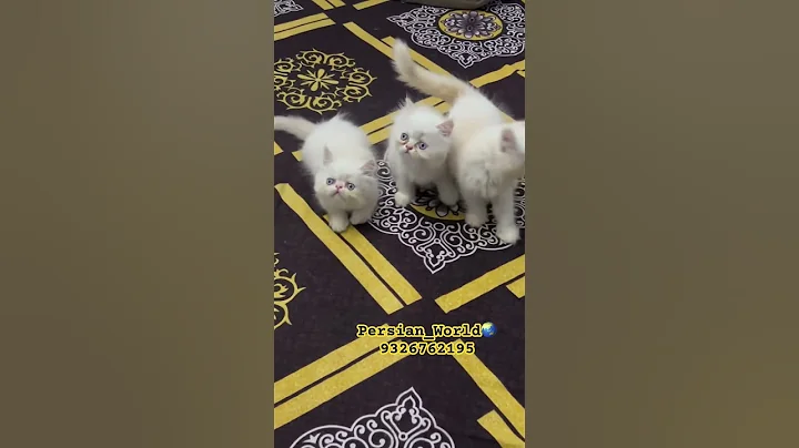 Video 9993541: eyed white persian kitten, persian kitten blue eyes, persian white kitten beautiful