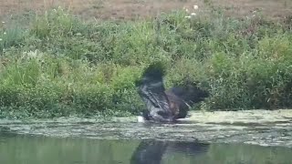 Decorah Eagles. DH2 pulls a big fish out of the pond but drops it - explore.org 08-09-2023