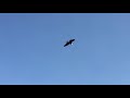 Hawks attacks on racing pigeons