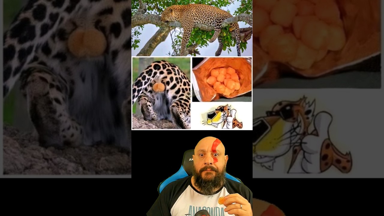 Bolinhas de  cheetos  de leopardo #biólogohenrique #animais #biologia