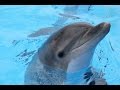 Как рождается дельфин?