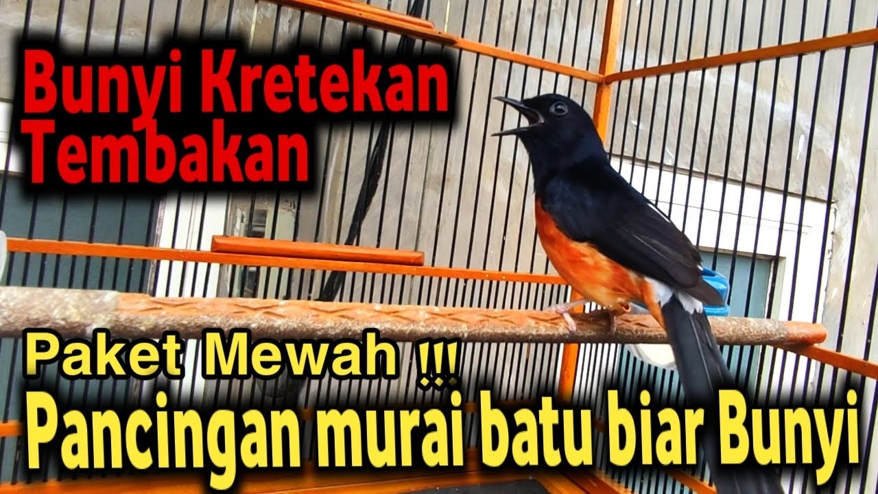 Jenis Murai yang Cepat Bunyi: Panduan Memilih dan Merawatnya Jenis Murai yang Cepat Bunyi: Panduan Memilih dan Merawatnya