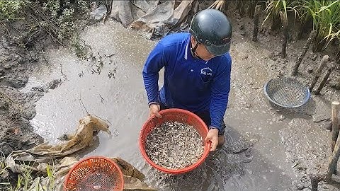 Giải cứu cá rô đồng , (T49) Quá nhiều nằm sốp lớp luôn 