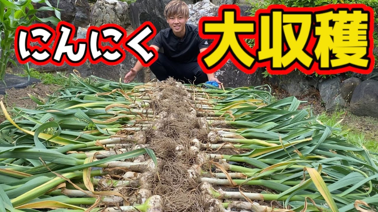 【にんにく】大きなニンニク収穫、全部見せます。【家庭菜園】