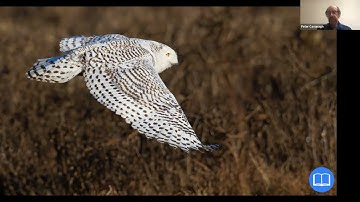 Peter Cavanagh 100 Flying Birds