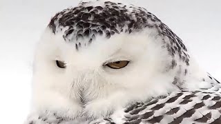 Mississippi River Flyway Cam. Snowy-Owl's face close-up - explore.org 01-16-2022