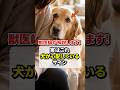 実はコレ、犬が心配してるサイン