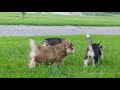 Pomsky puppies playing