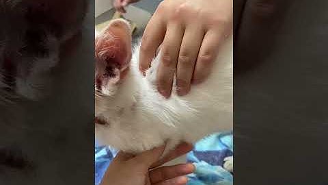 How to Give a B12 Injection to a Cat