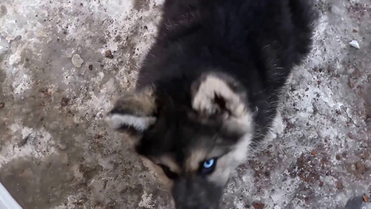 wolf hybrid puppies 6-10weeks siberian husky alaskan - YouTube
