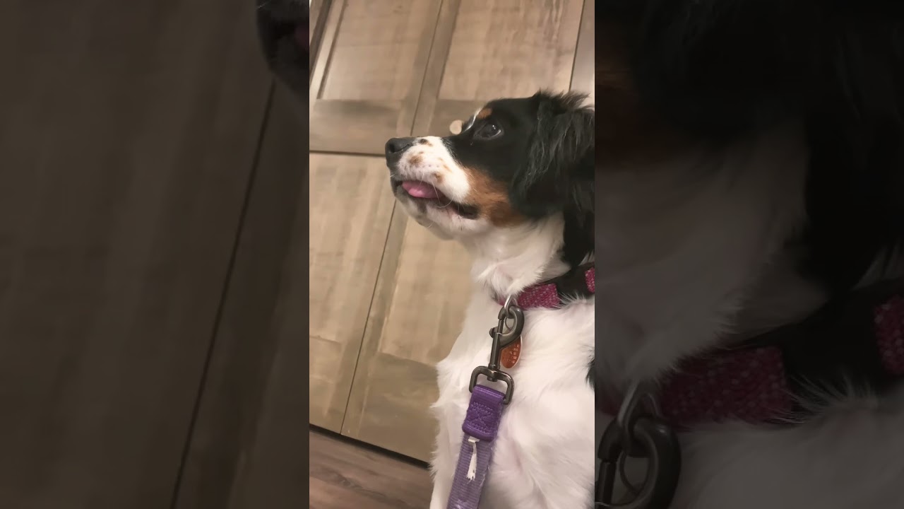 Puppy With Her Tongue Out 🥹 