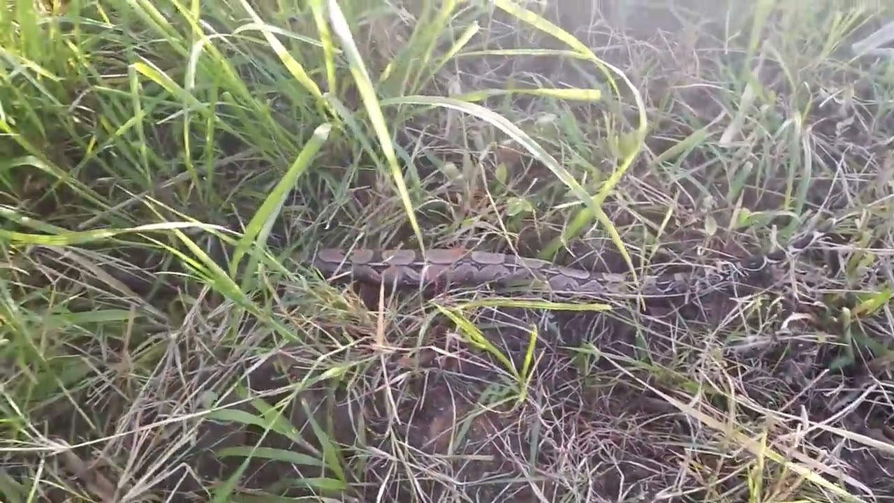  TIVE UM MAIOR SUSTO  AQUI NO SITIO