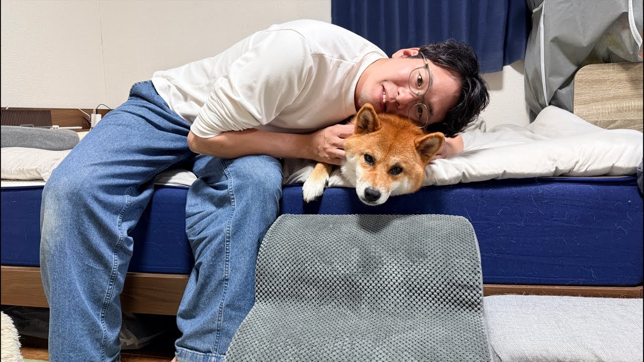 mayuppe　柴犬&チワワ　6点 Nobunaga the Chihuahua [Hilarious Daily Life of a Shiba Inu and