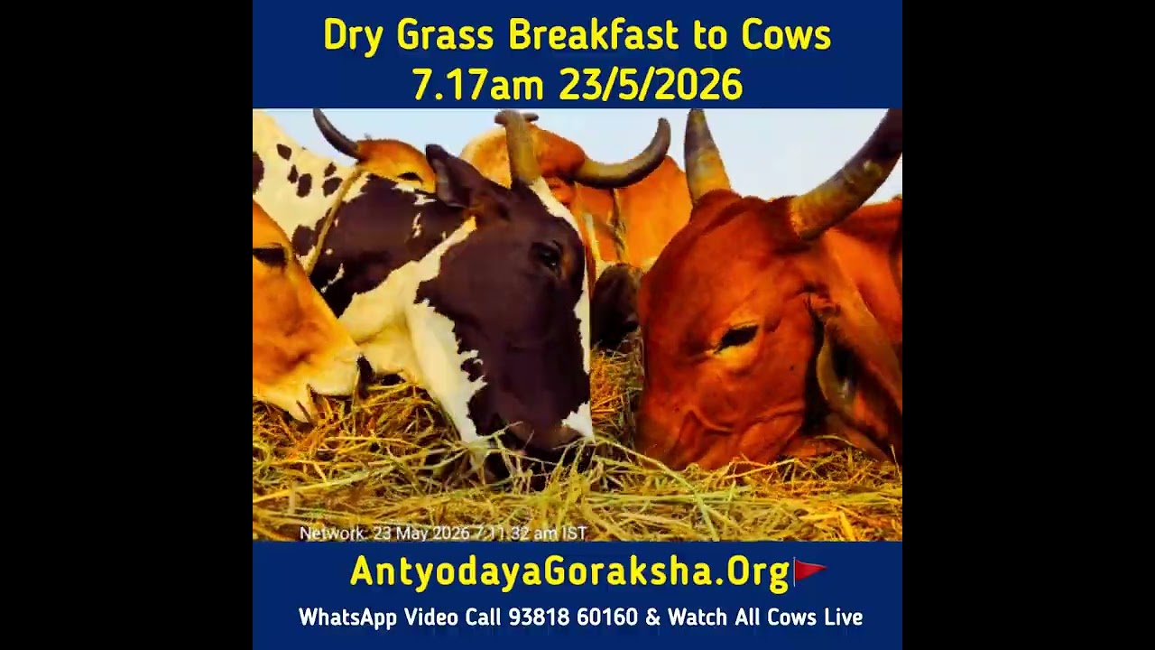 [23 May 2026] Rescued Cows Eat Breakfast in Goshala