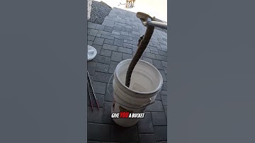 A Very Defensive Western Diamondback Rattlesnake