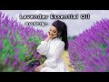 Lavender essential oil benefits and uses in malayalam  how to use essential lavender oil 