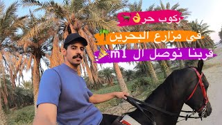 # فلوق (77) ركوب حر وسط مزارع البحرين 🌴🐎