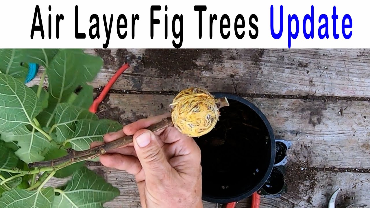 Air Layer Fig Trees Update