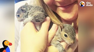 Rescue Squirrel Visits Rescuers with Her Babies | The Dodo