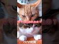 パパと一緒に謝るのは無理っすわ😹😹　#ねこ動画 #猫のいる暮らし #猫好きさんと繋がりたい #ねこ #ねこ部 #shorts