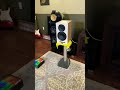 ELAC Uni-Fi Reference UBR62 and McIntosh Sound Demo 2 #music #audioequipment #elaç #mcintosh