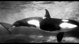 Killer Whale History - 1960s by Frida 1,822 views 4 years ago 8 minutes, 55 seconds