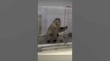 Удивительный Эксперимент - Истоки Морали
