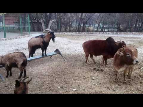 Video: Kafshët E Kopshtit Zoologjik Të Tripolit Që Vdesin Nga Uria Merrni Ndihmën E Urgjencës