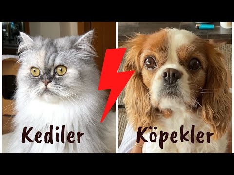 Video: Önce Bir Kedi mi yoksa Köpek mi?