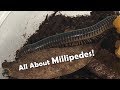 All about MILLIPEDES! 🐛