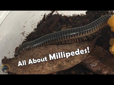 All about MILLIPEDES! 🐛