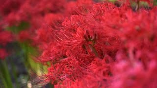 photoshopを使ってナチュラルに色彩を表現する方法について