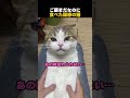 ご飯まだなのに食べた疑惑の猫