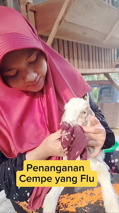 Cara mengobati cempe flu #ternakkambing