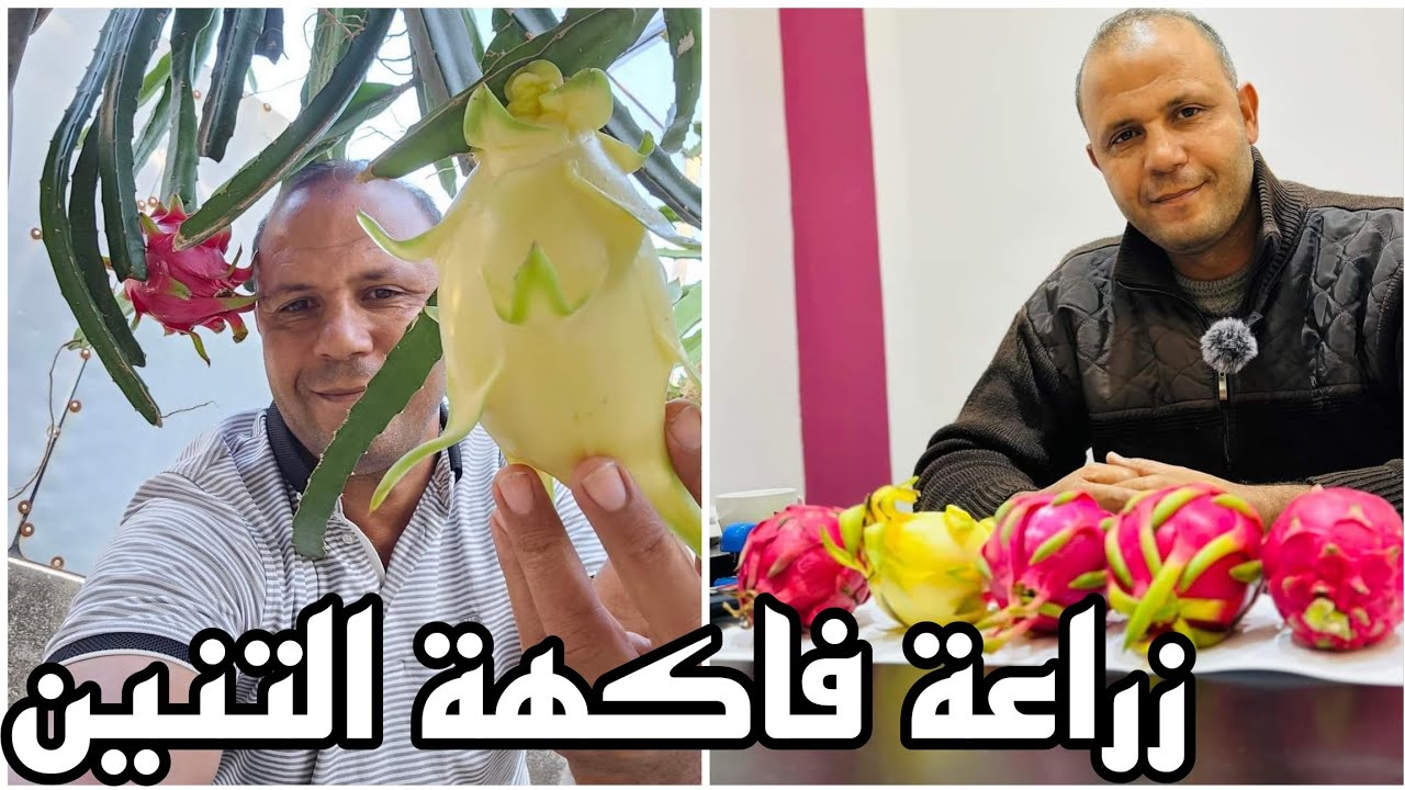 Agriculture de Dragon fruits زراع فاكهة التنين بمختلف أنواعه